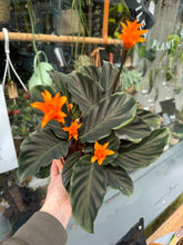 Load image into Gallery viewer, Calathea crocata / Prayer Plant
