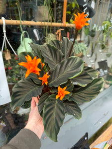 Calathea crocata - *Local Delivery or Local Pick Up Only*