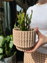 Load image into Gallery viewer, Epiphyllum anguliger 9cm Pot - Fishbone Cactus

