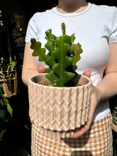 Load image into Gallery viewer, Epiphyllum anguliger 9cm Pot - Fishbone Cactus
