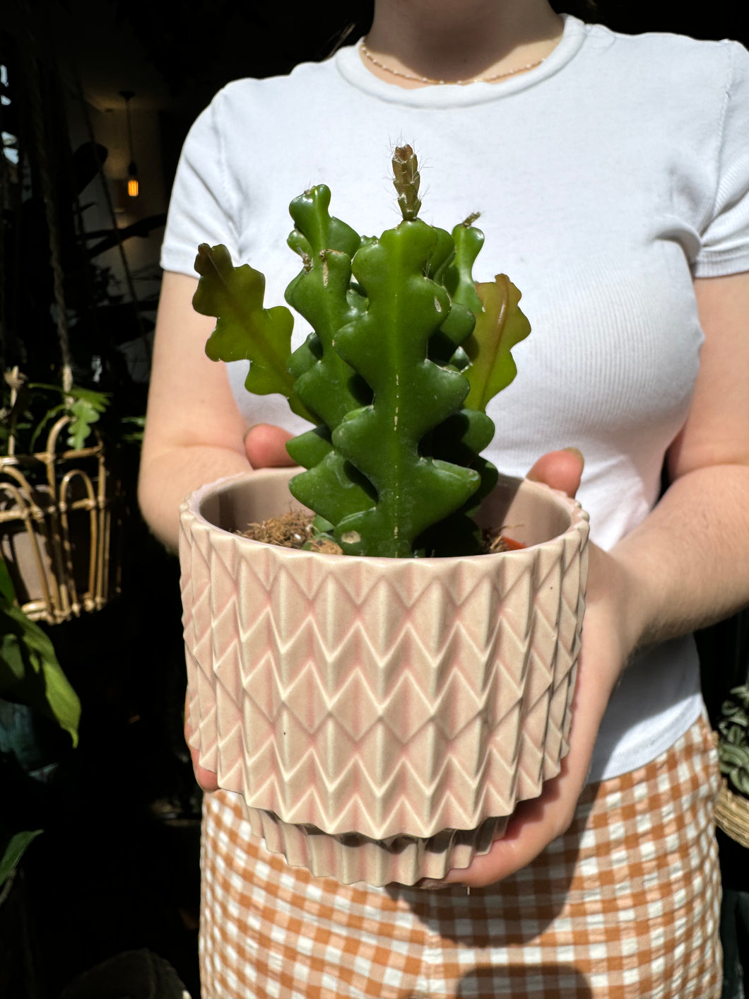 Epiphyllum anguliger 9cm Pot - Fishbone Cactus