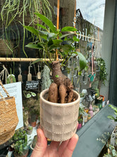 Load image into Gallery viewer, Ficus microcarpa Ginseng / Chinese Banyan Tree - 6cm Pot
