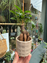 Load image into Gallery viewer, Ficus microcarpa Ginseng 6cm Pot - Chinese Banyan Tree
