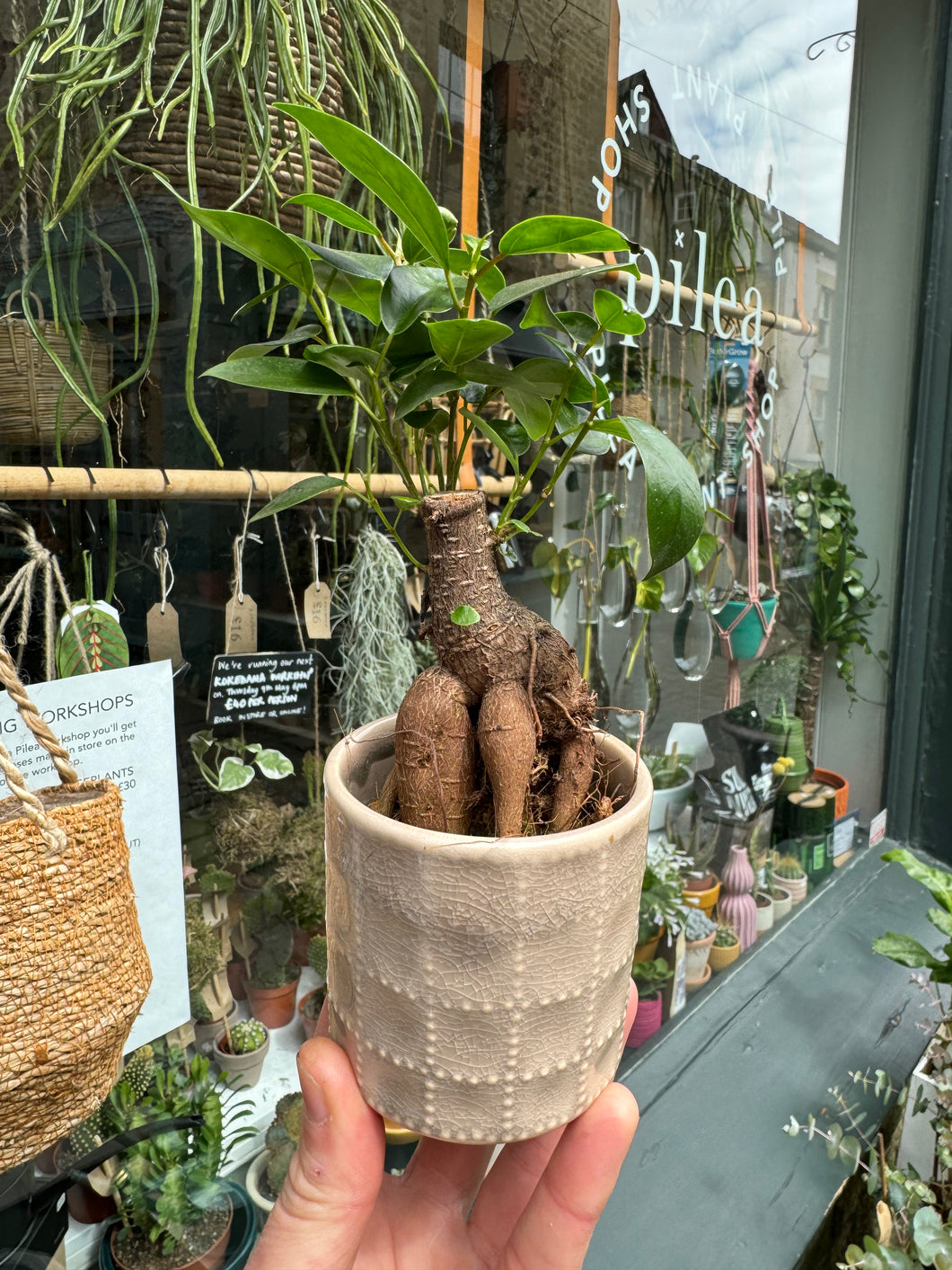 Ficus microcarpa Ginseng / Chinese Banyan Tree - 6cm Pot