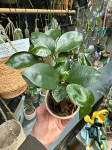 Ficus microcarpa Ginseng / Chinese Banyan Tree - 6cm Pot