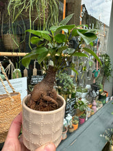 Load image into Gallery viewer, Ficus microcarpa Ginseng 6cm Pot - Chinese Banyan Tree
