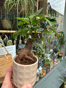 Ficus microcarpa Ginseng 6cm Pot - Chinese Banyan Tree