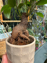 Load image into Gallery viewer, Ficus microcarpa Ginseng 6cm Pot - Chinese Banyan Tree
