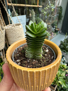 Crassula Buddha's Temple