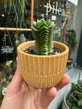 Load image into Gallery viewer, Crassula Buddha&#39;s Temple
