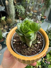 Load image into Gallery viewer, Crassula Buddha&#39;s Temple
