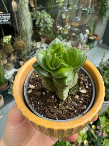 Crassula Buddha's Temple
