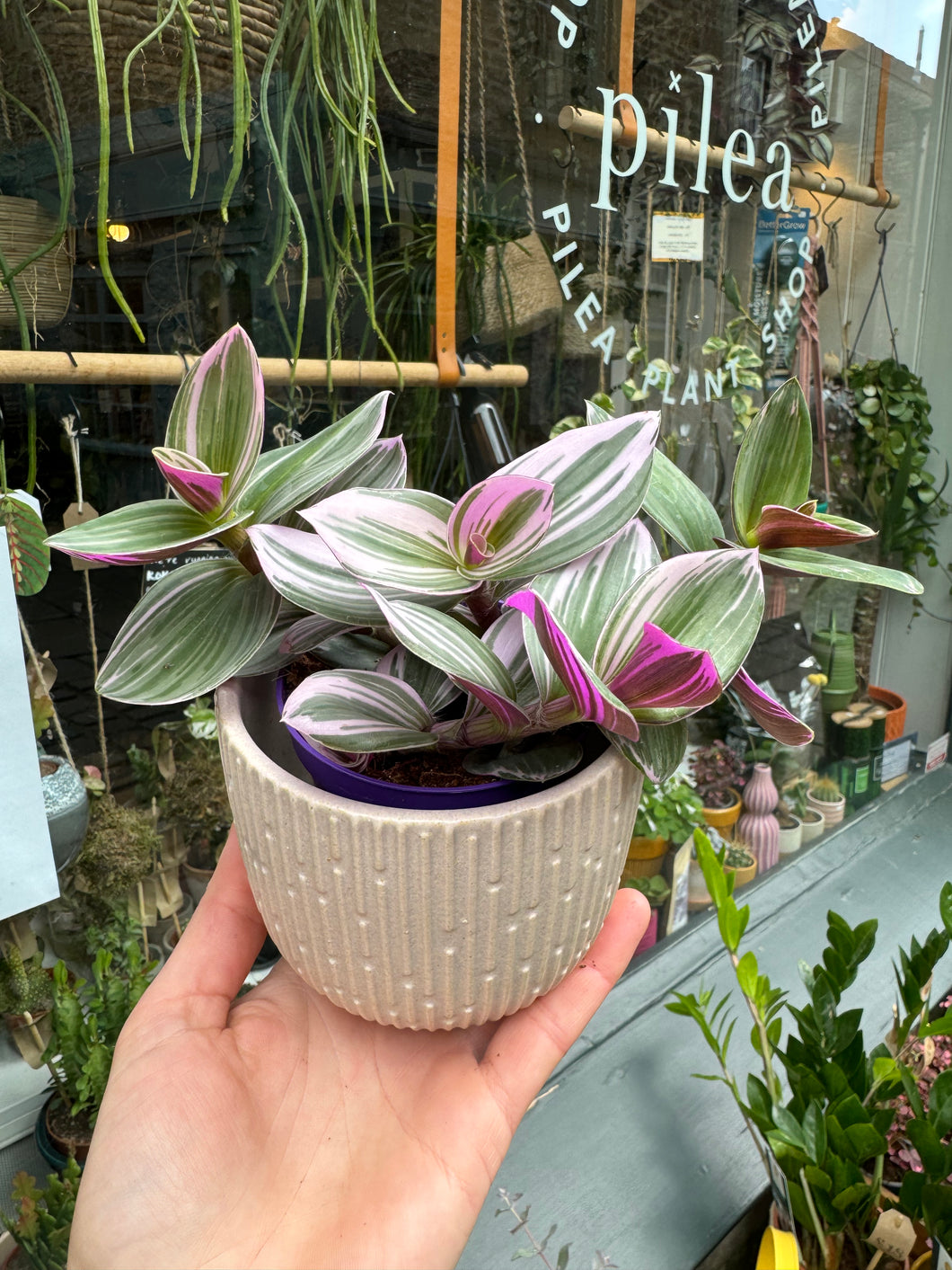 Tradescantia albiflora Nanouk / Fantasy Venice - 7cm Pot