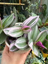Load image into Gallery viewer, Tradescantia albiflora Nanouk / Fantasy Venice - 7cm Pot
