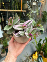 Load image into Gallery viewer, Tradescantia albiflora Nanouk / Fantasy Venice - 7cm Pot
