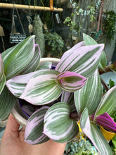 Load image into Gallery viewer, Tradescantia albiflora Nanouk 7cm Pot- Fantasy Venice
