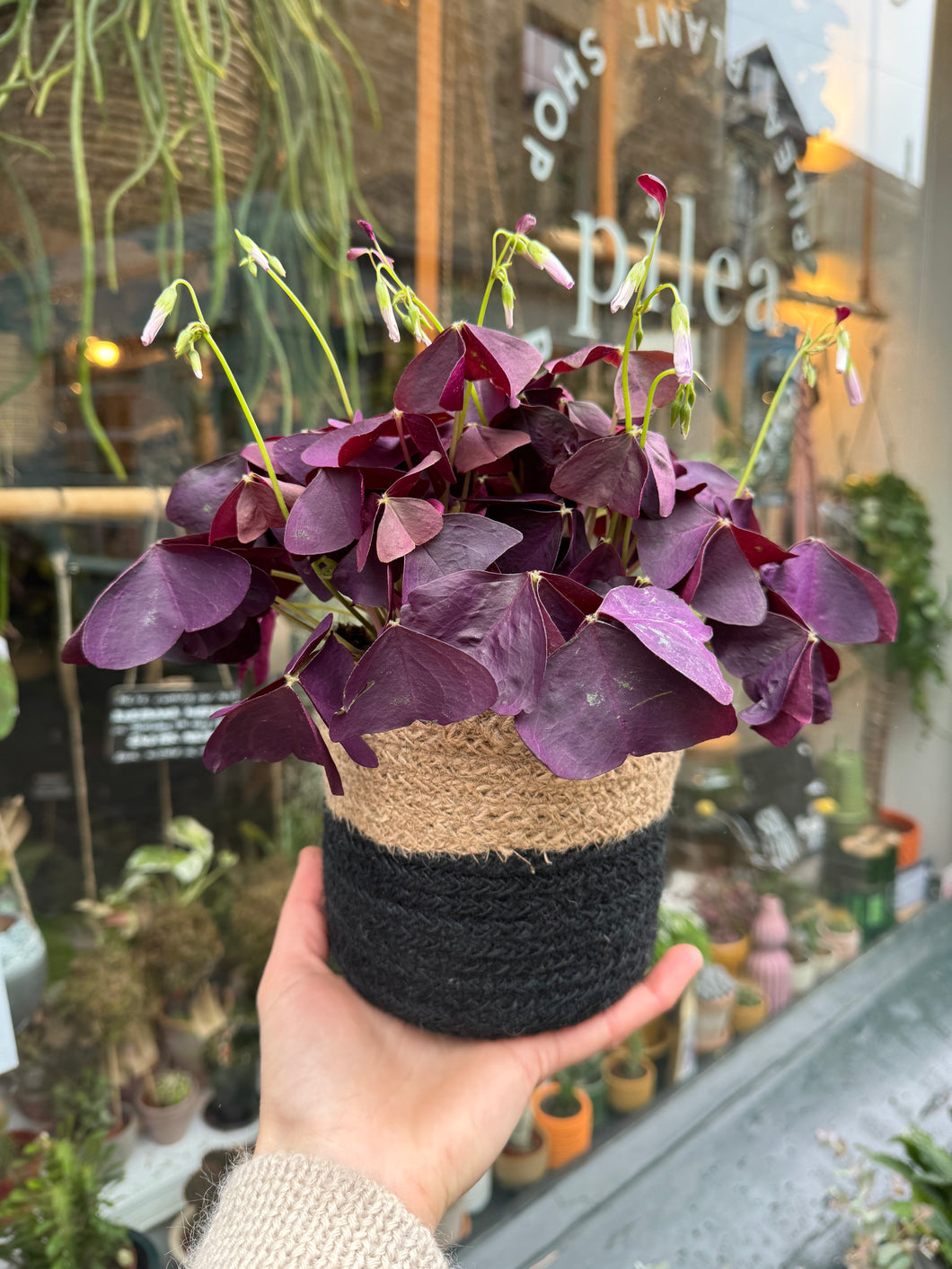 Oxalis triangularis Mijke - Purple Shamrock