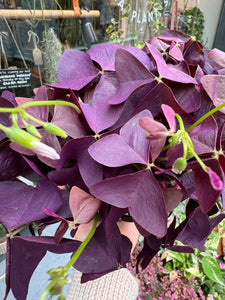 Oxalis triangularis Mijke - Purple Shamrock