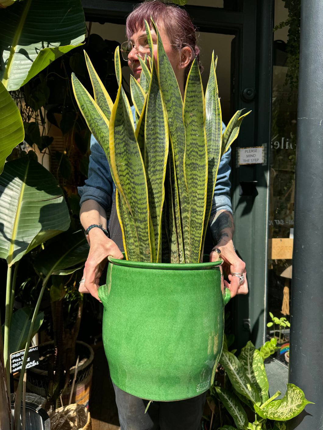 Sansevieria laurentii 21cm Pot - *Local Delivery or Pick Up Only*