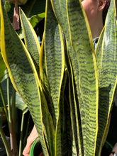 Load image into Gallery viewer, Sansevieria laurentii 21cm Pot - *Local Delivery or Pick Up Only*
