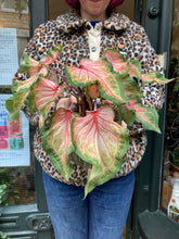 Load image into Gallery viewer, Caladium Rose / Angel Wings
