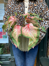 Load image into Gallery viewer, Caladium Rose / Angel Wings

