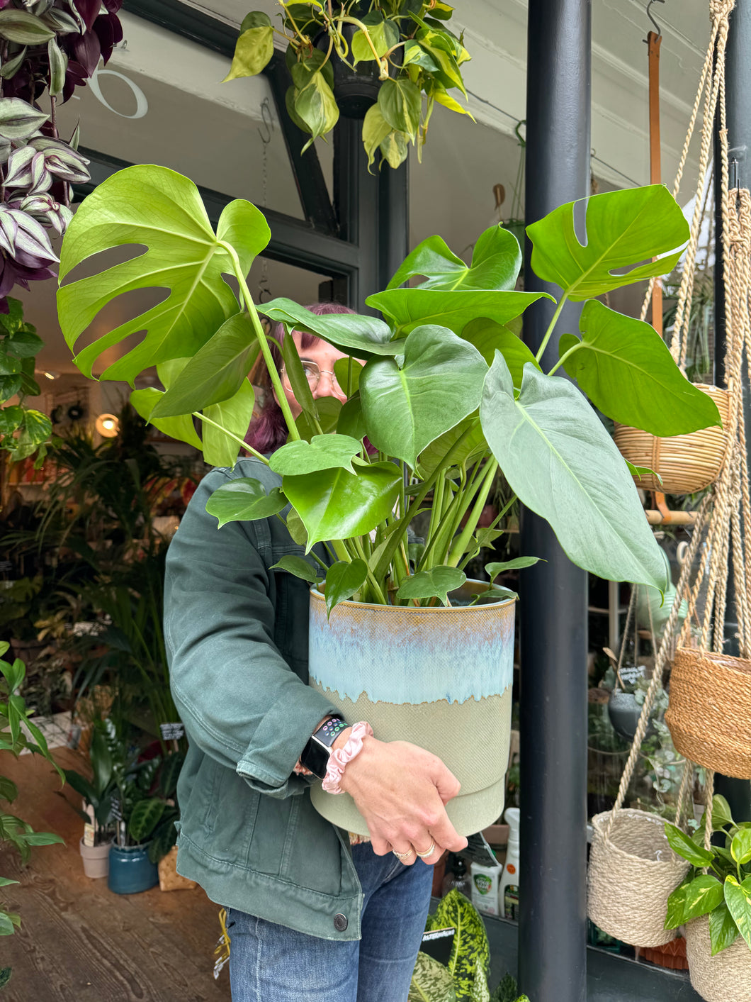 Monstera deliciosa / Cheese Plant - 21cm Pot - *Local Delivery or Local Pick Up Only*