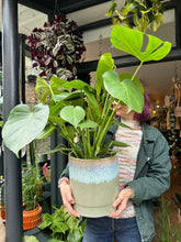Load image into Gallery viewer, Monstera deliciosa / Cheese Plant - 21cm Pot - *Local Delivery or Local Pick Up Only*
