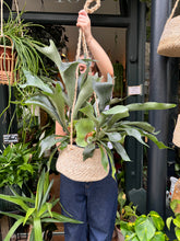 Load image into Gallery viewer, Platycerium bifurcatum / Staghorn Fern

