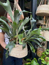 Load image into Gallery viewer, Platycerium bifurcatum / Staghorn Fern
