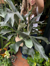 Load image into Gallery viewer, Platycerium bifurcatum / Staghorn Fern

