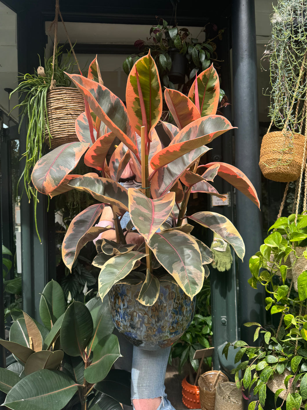Ficus elastica Belize 3 Stem / Variegated Rubber Plant - *Local Delivery or Local Pick Up Only*