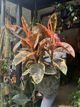 Load image into Gallery viewer, Ficus elastica Belize 3 Stem / Variegated Rubber Plant - *Local Delivery or Local Pick Up Only*
