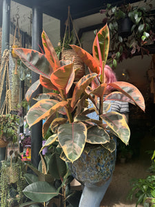 Ficus elastica Belize 3 Stem / Variegated Rubber Plant - *Local Delivery or Local Pick Up Only*