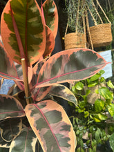 Load image into Gallery viewer, Ficus elastica Belize 3 Stem / Variegated Rubber Plant - *Local Delivery or Local Pick Up Only*
