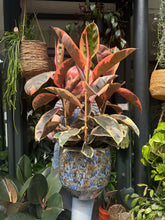 Load image into Gallery viewer, Ficus elastica Belize 3 Stem / Variegated Rubber Plant - *Local Delivery or Local Pick Up Only*
