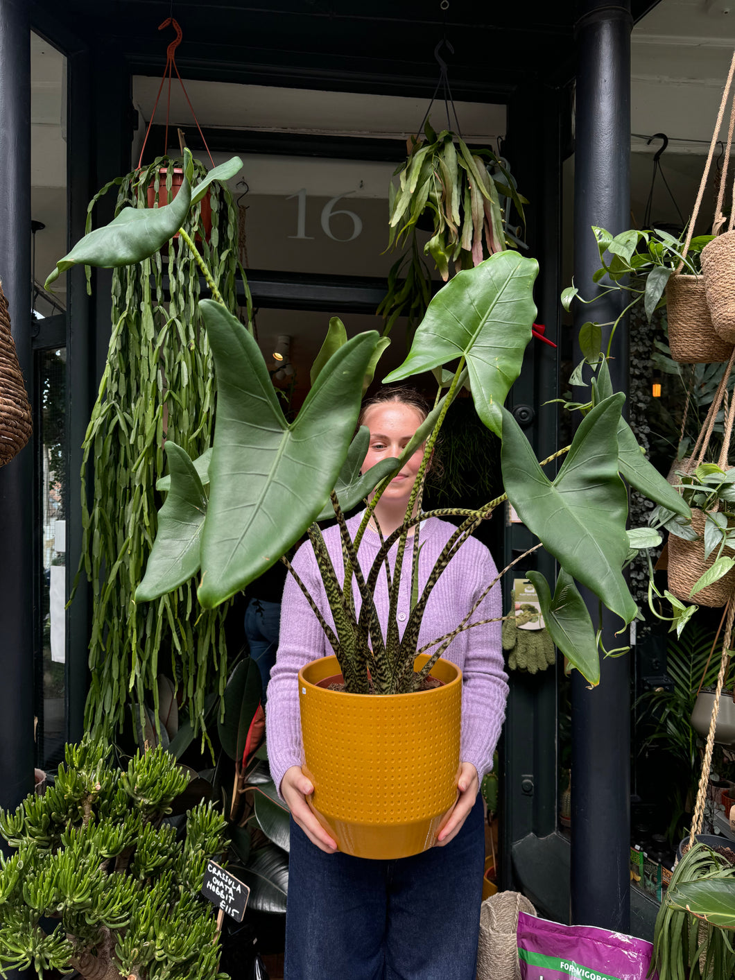 Alocasia zebrina / Elephant Ear - *Local Delivery or Local Pick Up Only*