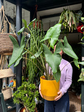 Load image into Gallery viewer, Alocasia zebrina / Elephant Ear - *Local Delivery or Local Pick Up Only*

