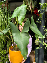 Load image into Gallery viewer, Alocasia zebrina / Elephant Ear - *Local Delivery or Local Pick Up Only*
