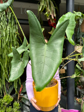 Load image into Gallery viewer, Alocasia zebrina / Elephant Ear - *Local Delivery or Local Pick Up Only*
