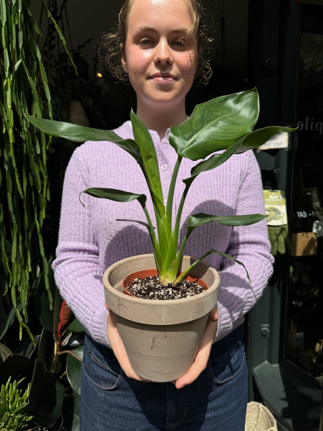 Strelitzia nicolai / Bird of Paradise - 12cm Pot