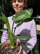 Load image into Gallery viewer, Strelitzia nicolai / Bird of Paradise - 12cm Pot
