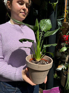 Strelitzia nicolai / Bird of Paradise - 12cm Pot