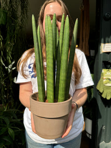 Sansevieria cylindrica Straight / Snake Plant - 14cm Pot
