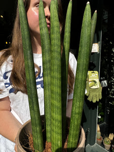 Sansevieria cylindrica Straight / Snake Plant - 14cm Pot