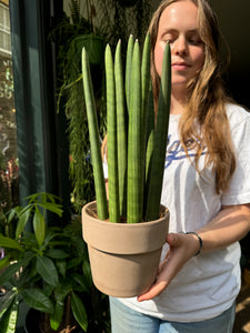 Sansevieria cylindrica Straight / Snake Plant - 14cm Pot