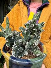 Load image into Gallery viewer, Monvillea spegazinni Cristata / Moonlight Cactus Crest
