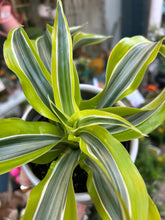 Load image into Gallery viewer, Dracaena fragrans Lemon Surprise / Dragon Tree
