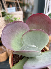 Load image into Gallery viewer, Kalanchoe thyrsiflora / Paddle Plant

