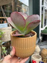 Load image into Gallery viewer, Kalanchoe thyrsiflora / Paddle Plant
